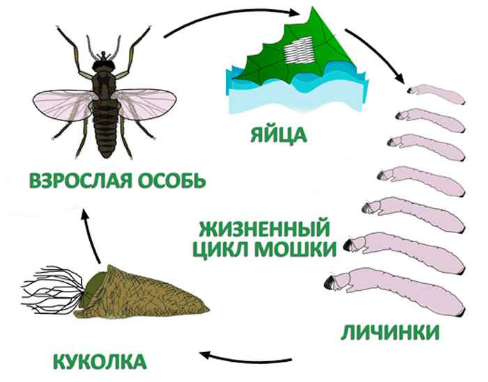 На фото описано развитие мошек